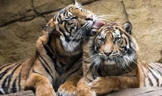 山上的女人是老虎