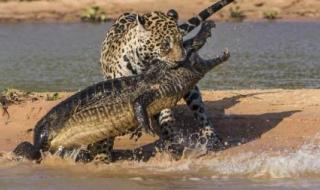 动物世界狮子吃大象